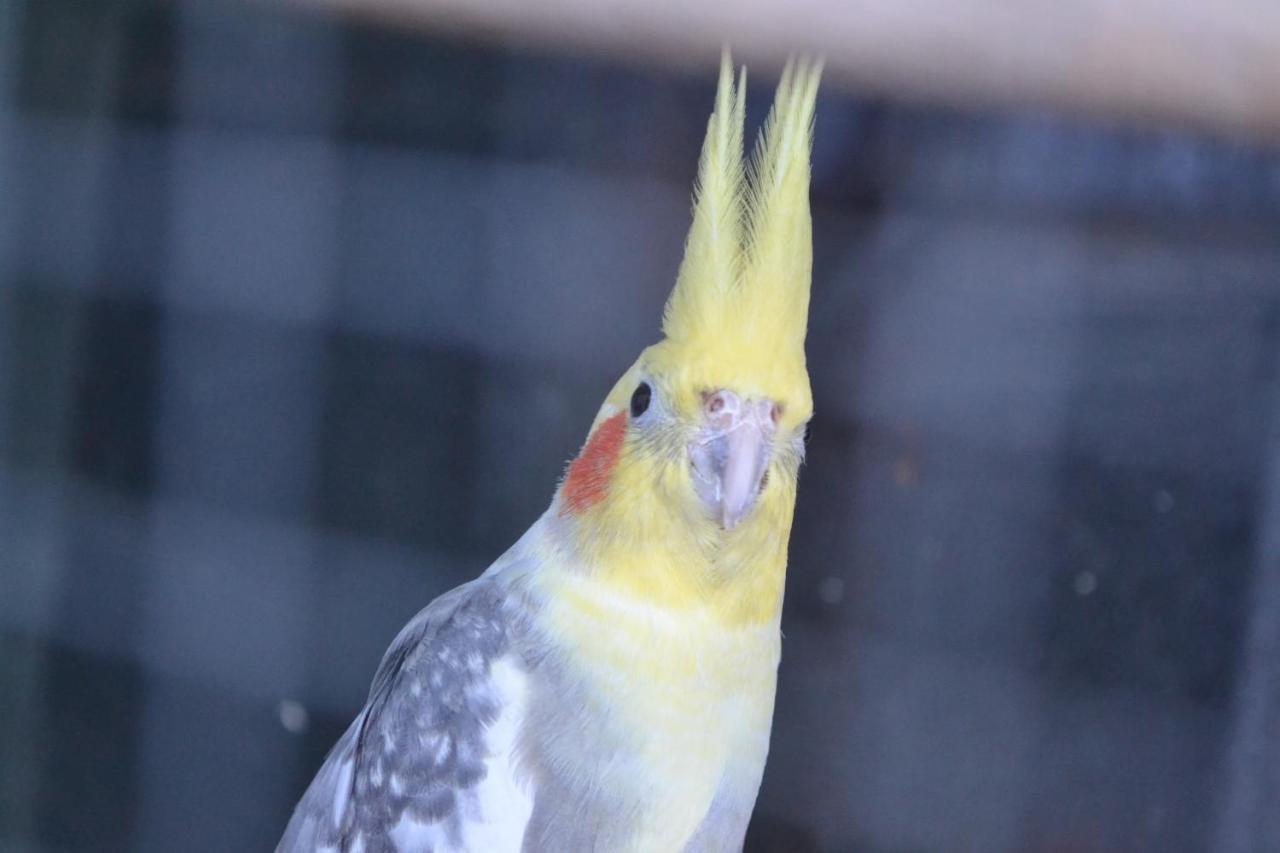 Pokoje Goscinne U Hanki ยาสต์เชอเบีย กูรา ภายนอก รูปภาพ